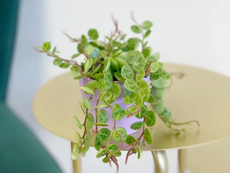 String of Turtles plant on a stool