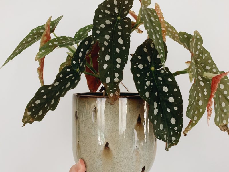 Polka Dot Begonia in a ceramic pot