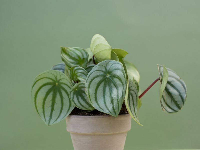 Watermelon Peperomia