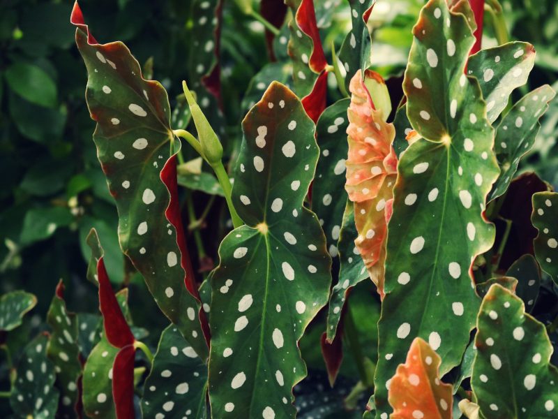 Polka dot begonia leaves