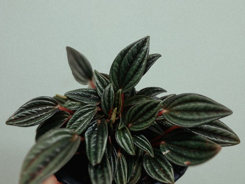 Red Ripple Peperomia