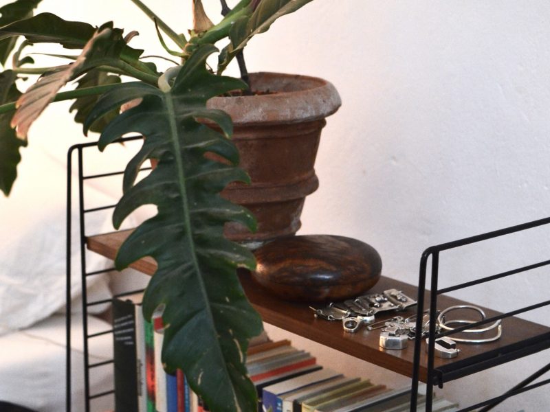 Tree philodendron on a book case