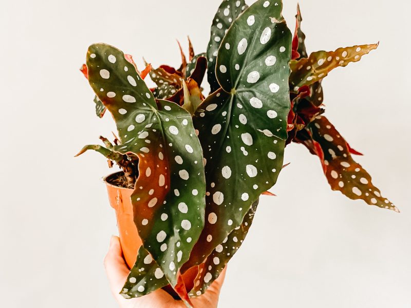 Spotted begonia in a terracotta pot