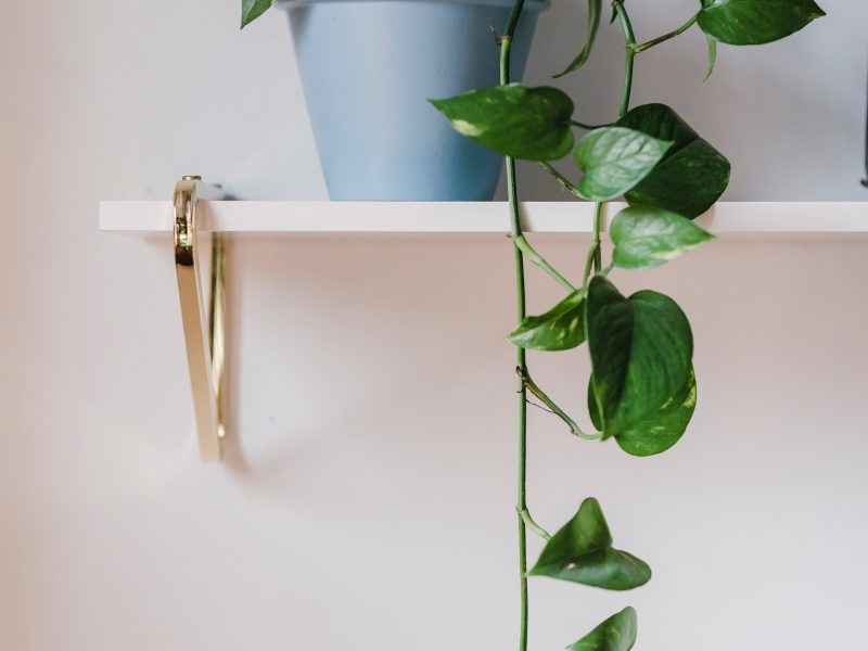 Devil's Ivy Plant hanging from a shelf
