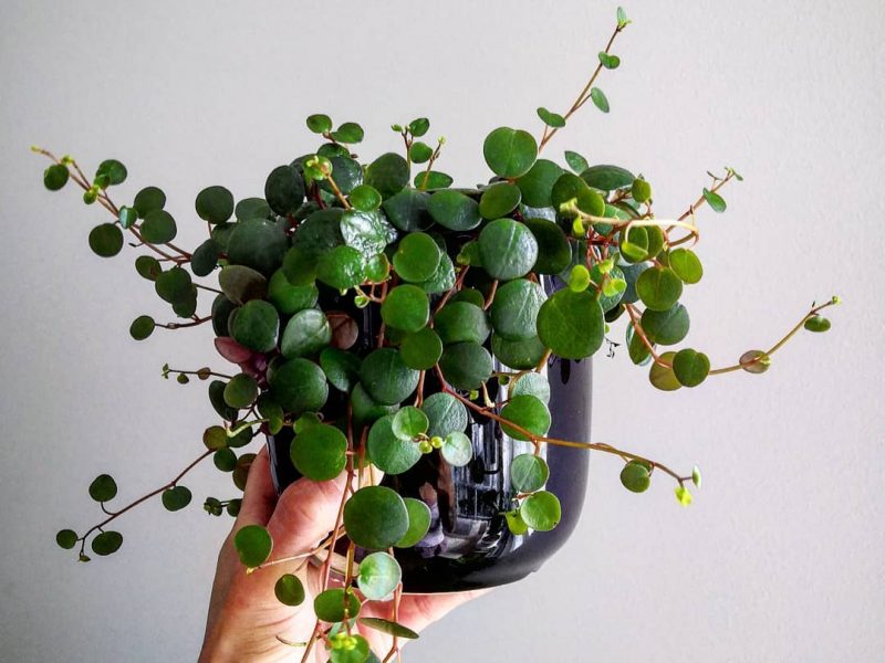 Hand held Peperomia Pepperspot plant