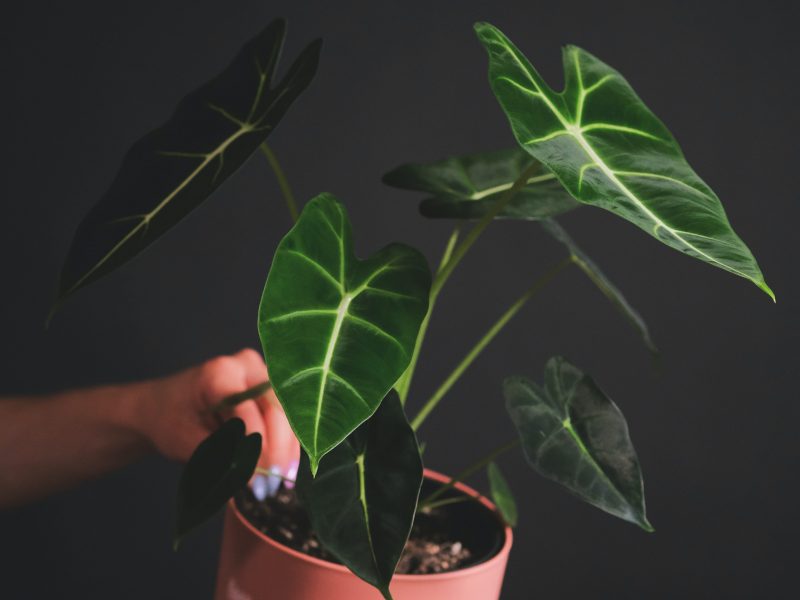 Green Velvet Alocasia on a dark background in a red pot