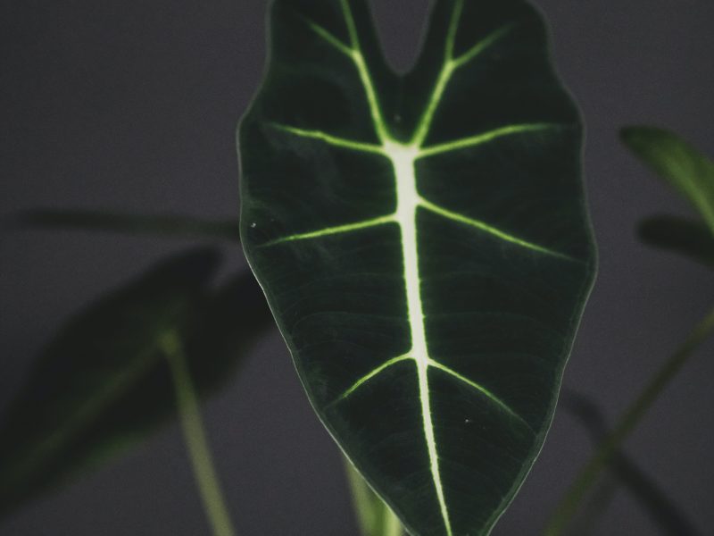 Green Velvet Alocasia on a black background