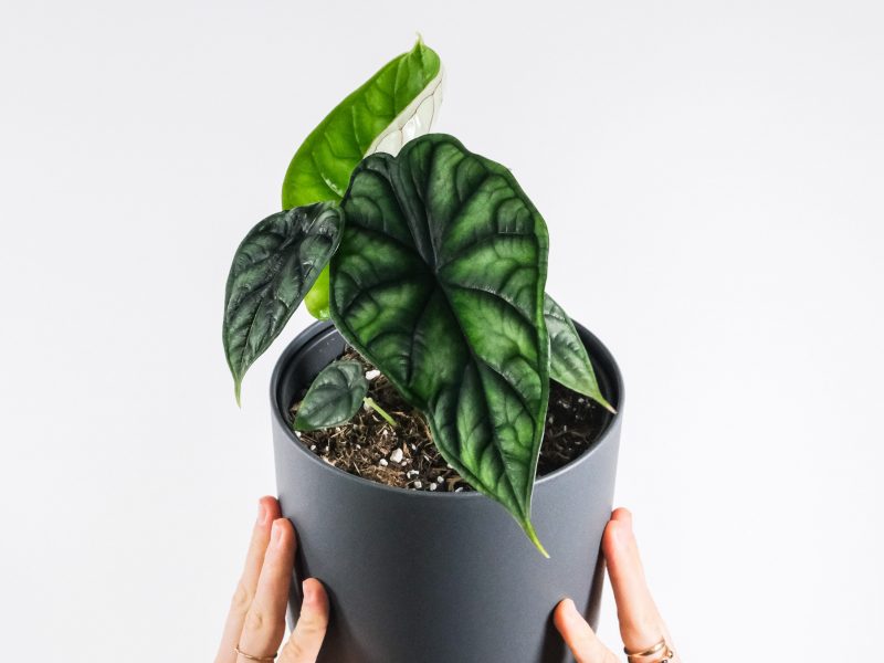 Alocasia dragon scale plant in a grey pot