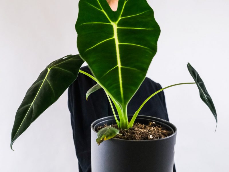 Alocasia Frydek plant