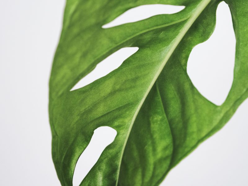 Monkey mask plant leaf