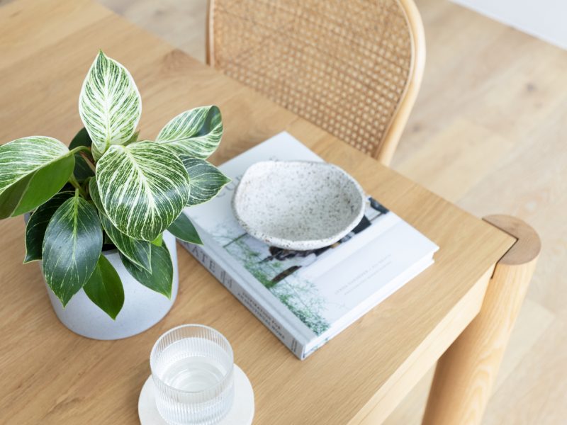 Small philodendron birkin plant on a wooden table