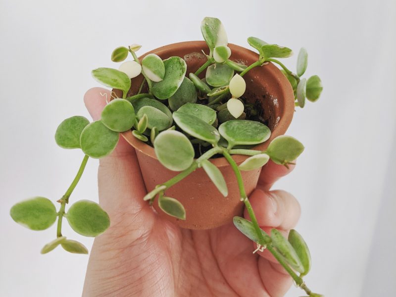 Peperomia Hope plant in a small terracotta pot