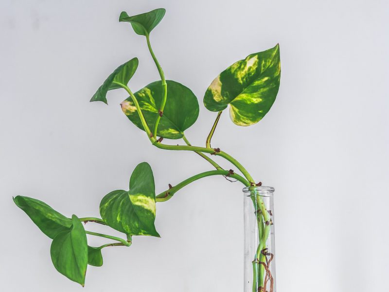 Variegated Pothos Plant