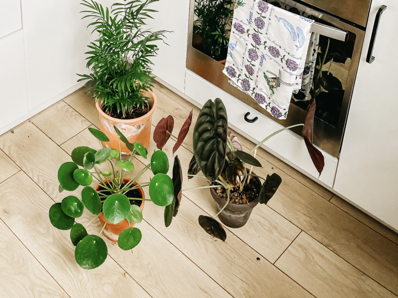 Red Secret Alocasia and other plants on wooden floor