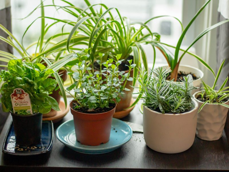 Small indoor herbs