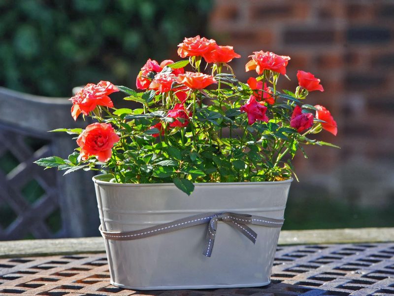 Small potted roses