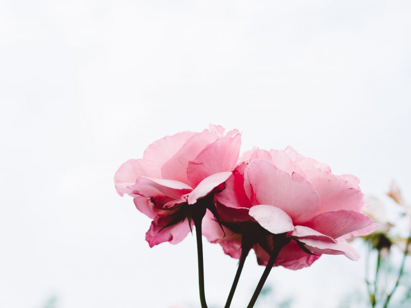 Pink potted roses