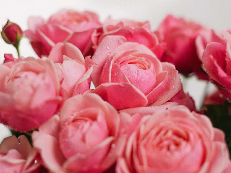 Pink roses grown in pots
