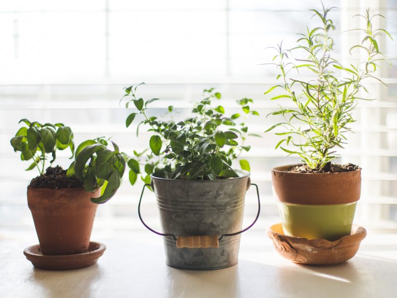 Simple indoor herb garden