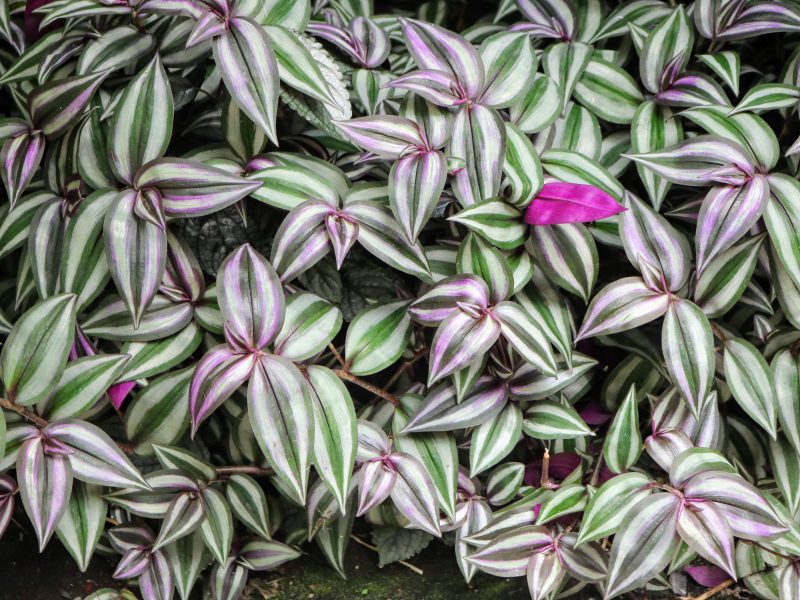 Red and white striped Inch Plant leaves