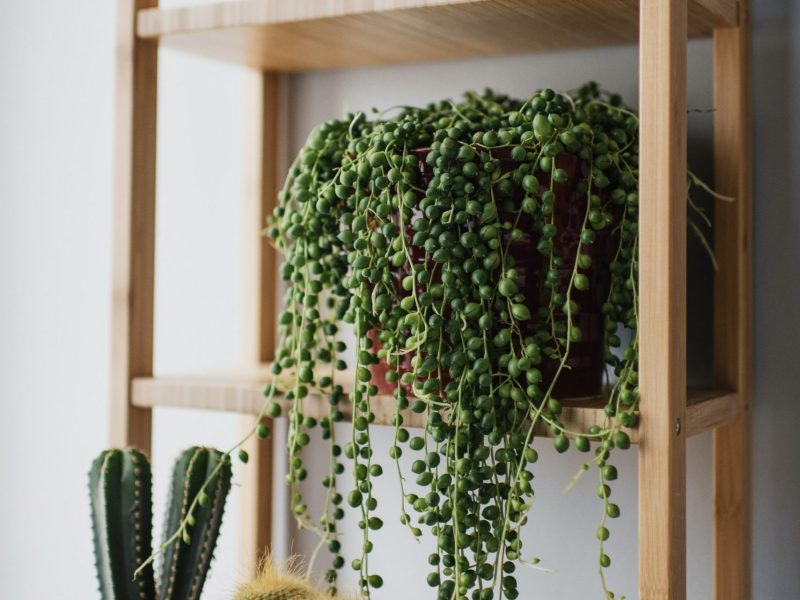 String of pearls care