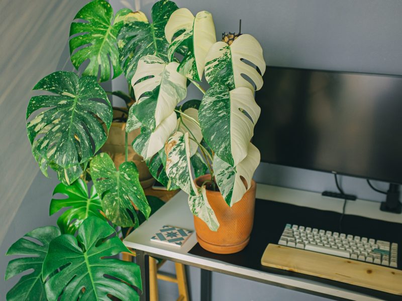 Variegated Monstera Plant