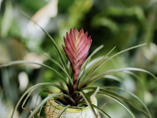 Tillandsia Cyanea