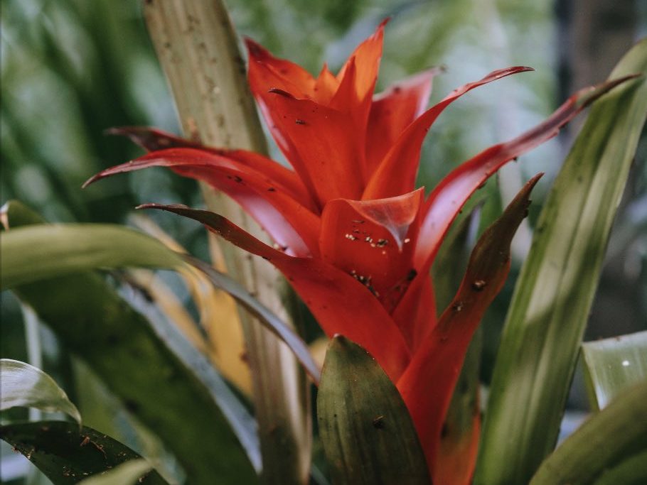 Flowering Guzmania Hope