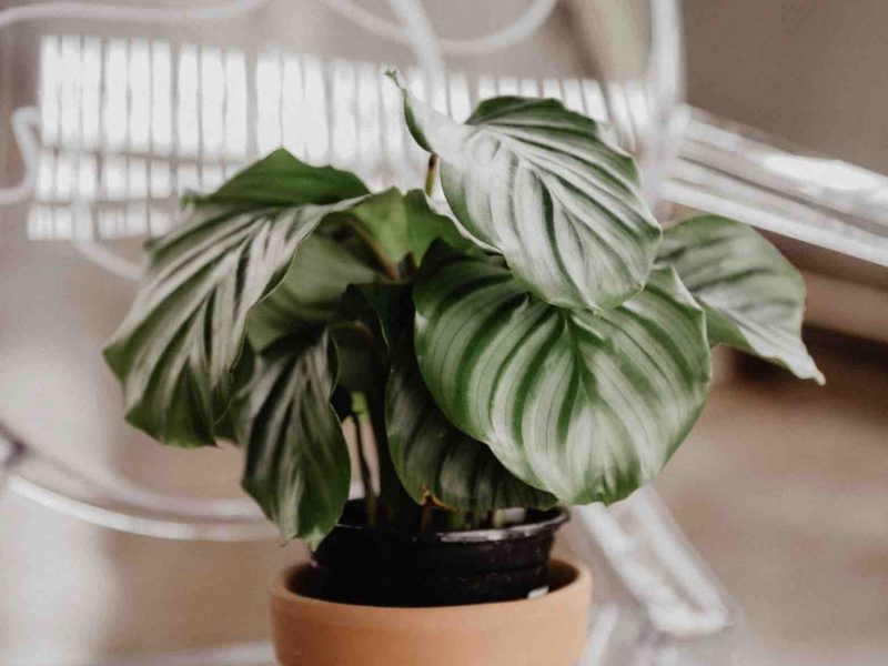 Calathea Orbifolia