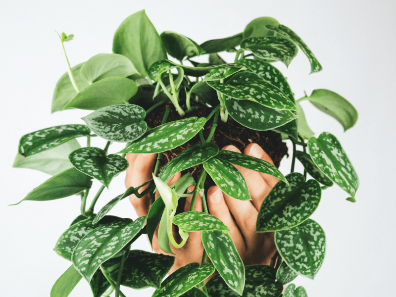 Satin Pothos