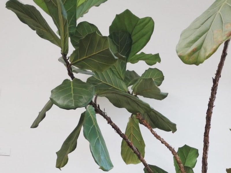 Fiddle Leaf Fig Tree