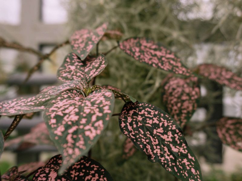 Polka Dot Plant