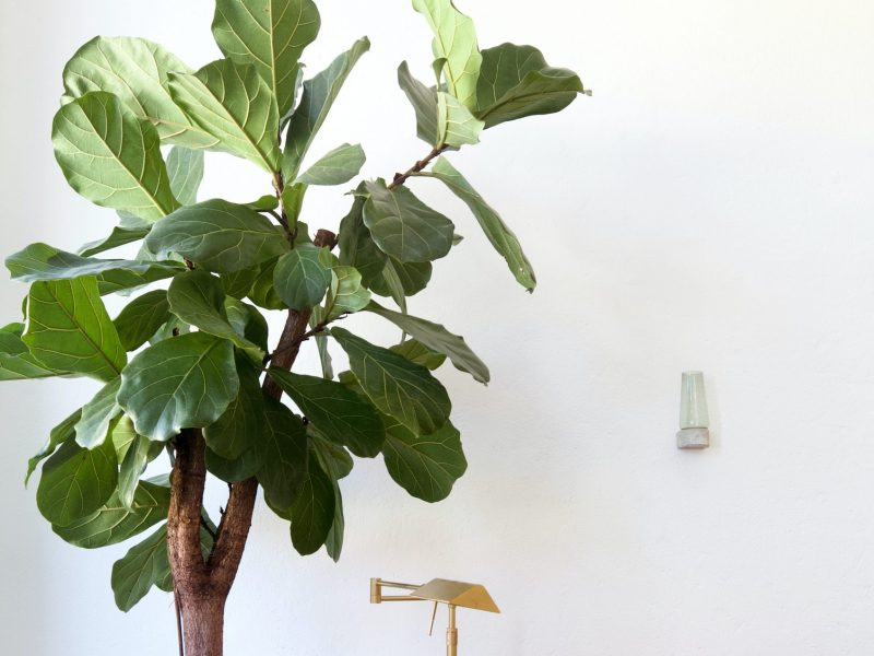 Large Fiddle Leaf Fig in living room