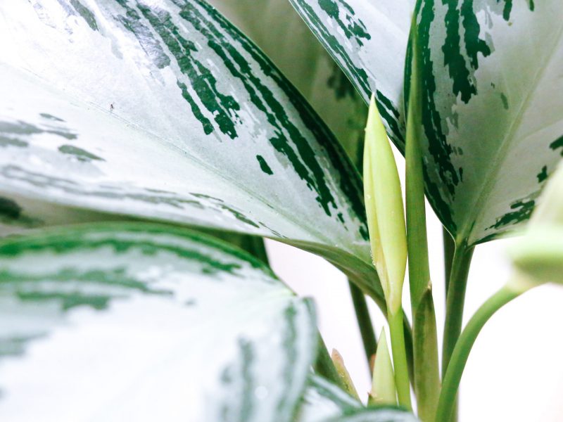 Chinese Evergreen Care