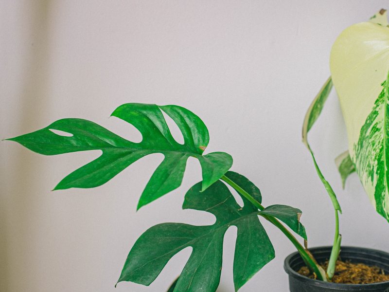 Mini Monstera Leaves