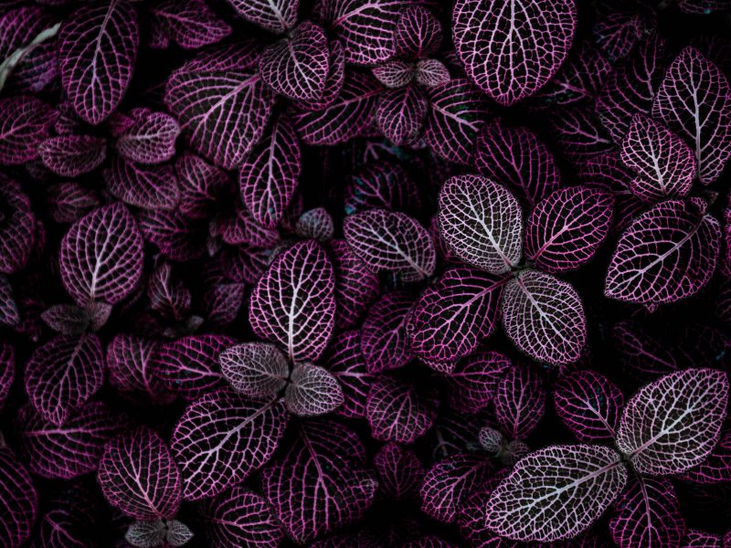 Purple Nerve Plant