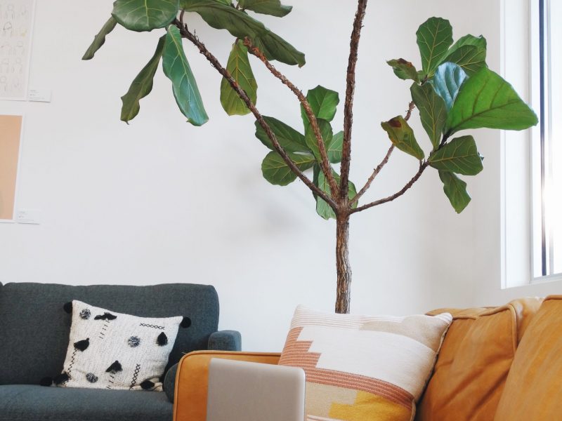 Fiddle leaf fig tree lifestyle image