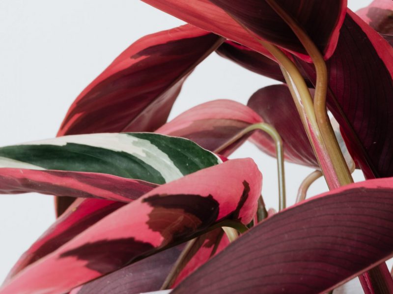 Calathea Triostar Red Leaves