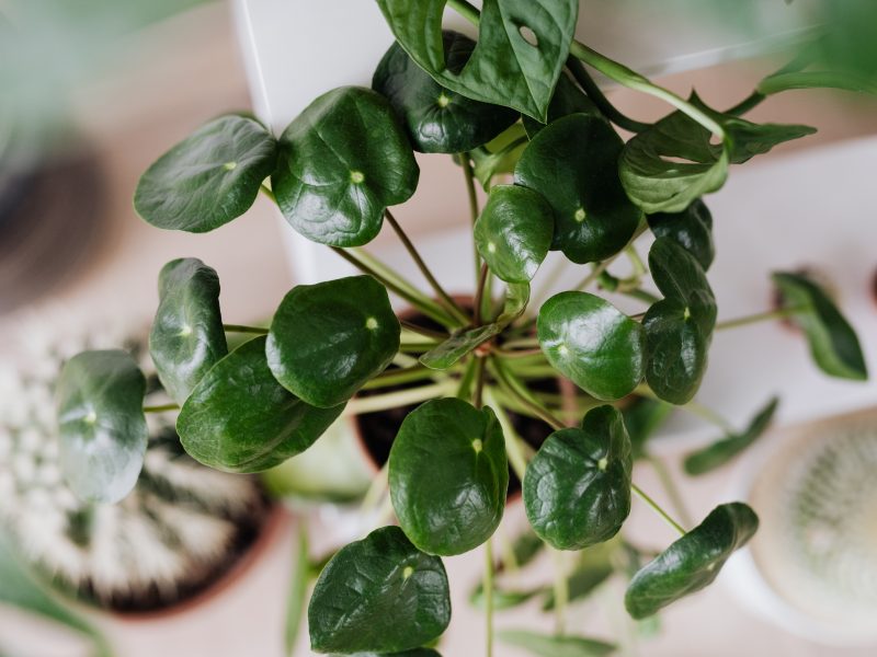 Pilea Leaves