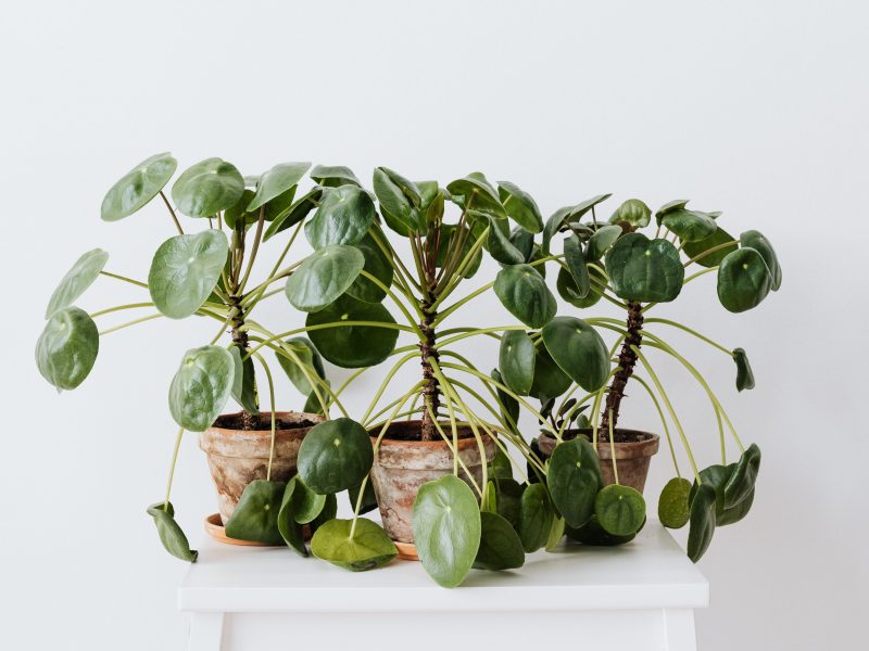 Healthy Pilea Plants