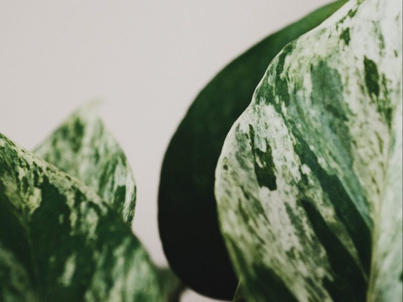 Marble Queen Pothos Leaves