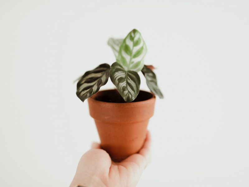 Small Rattlesnake Plant