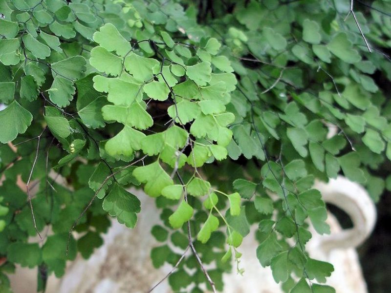 Maidenhair Fern