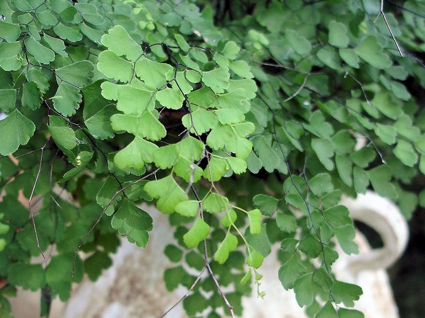 Maidenhair Fern