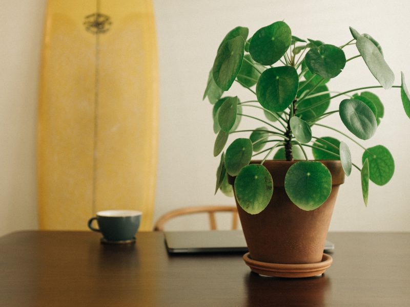 Chinese Money Plant