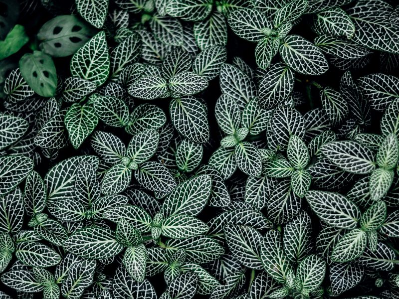 Top down view of Nerve Plants