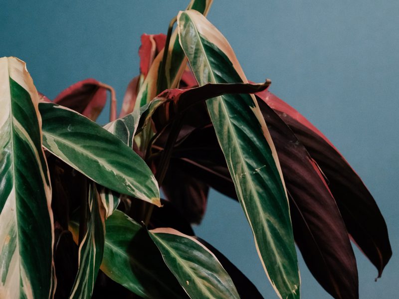 Calathea Triostar Leaves