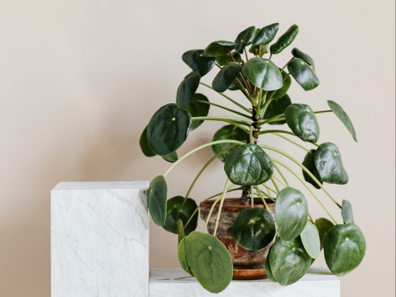 Pilea