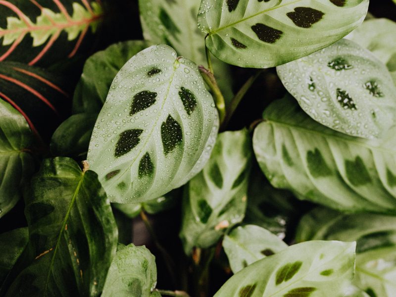 Variegated Prayer Plant