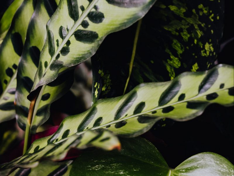 Rattlesnake Plant Leaves